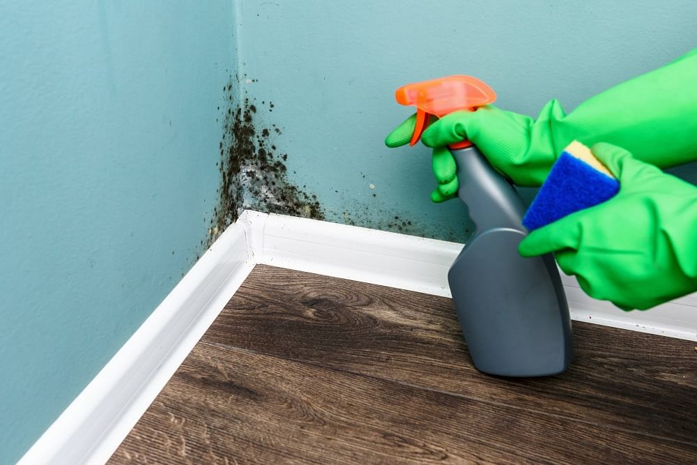 5-quick-solutions-to-get-rid-of-mold-in-your-home-unica-design-hire